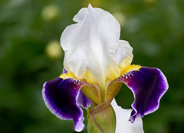 istock Iris . The sort of 