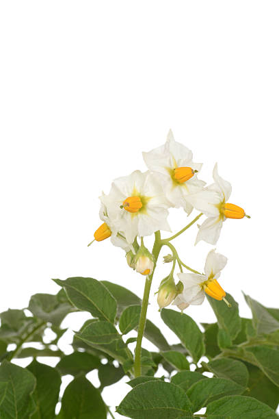 istock closeup russet potato plant flowers 540871814