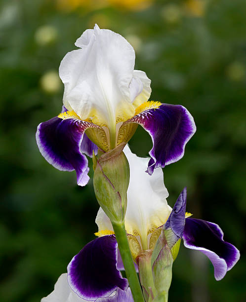 istock Iris . The sort of 