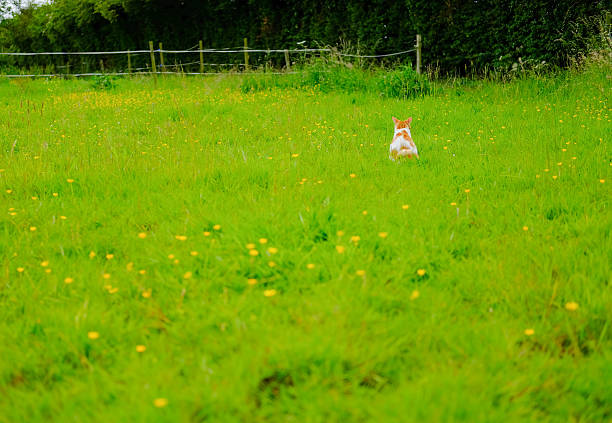 portrait of cute dog with pretty open mouth and looking up at meadow with Daisy flowers Sunny day in summer