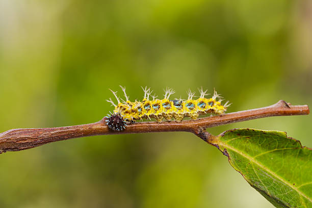 istock Mature caterpillar of colour segeant butterfly before transform 540960910