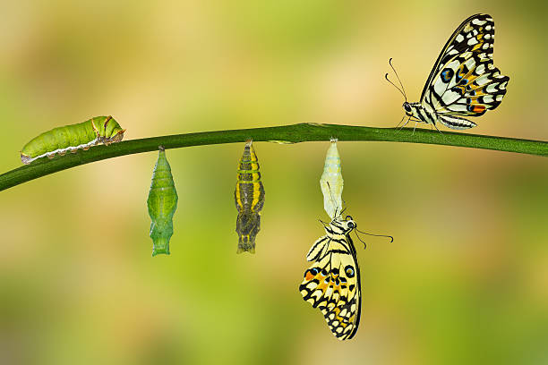 aislado transformación de mariposa del limón - lime butterfly fotografías e imágenes de stock