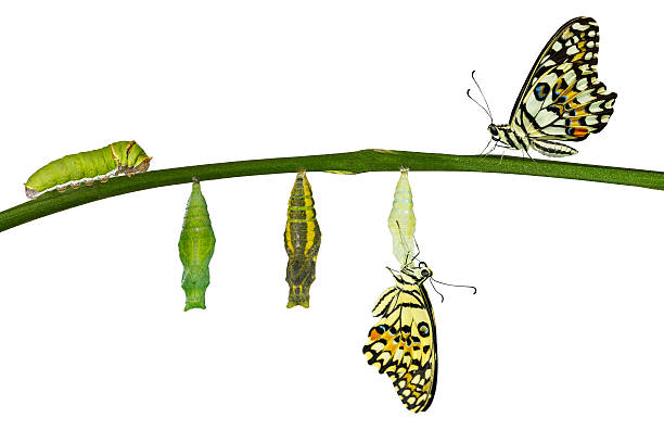 transformação de cal borboleta isolada no branco - metamorphism imagens e fotografias de stock