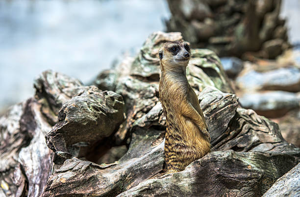 istock Meerkat sitting on a log.Meerkat animals. 540961444