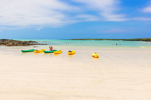 el garrapatero spiaggia di isola di santa cruz in galapagos. - cowbird foto e immagini stock