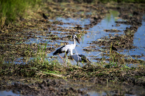 Asian Open-billed storks on the rice field