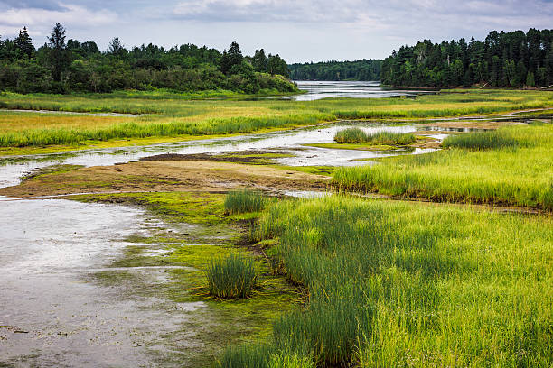 istock Kouchibouguac National Park wetland 540963468