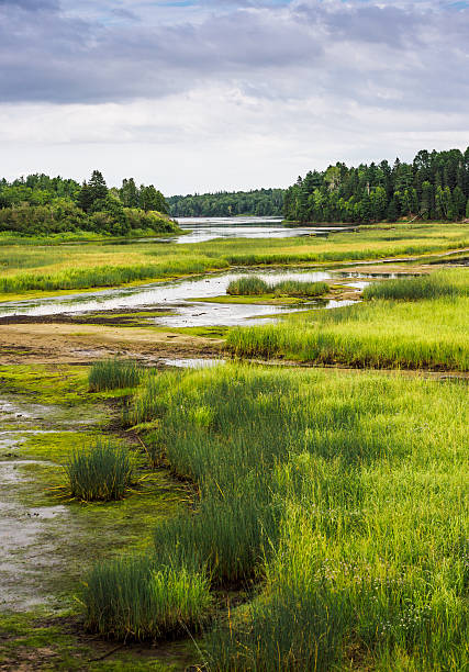 kouchibouguac parque nacional zona húmeda - saltwater flats coastal feature landscape national park fotografías e imágenes de stock