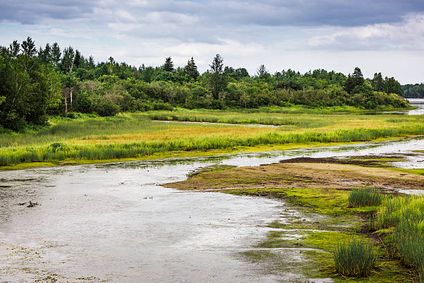 istock Kouchibouguac National Park wetland 540963620