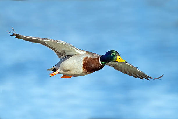 istock Male Mallard Duck in Flight 540963660