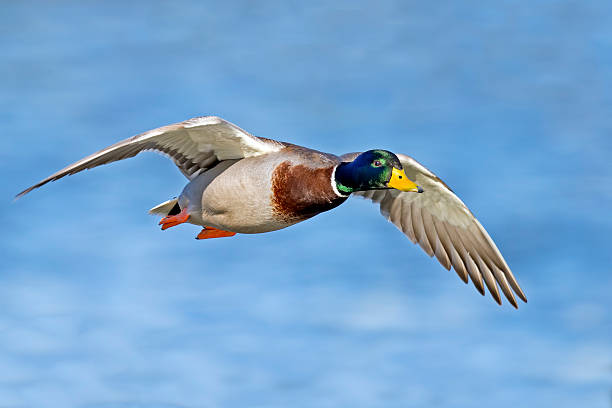 istock Male Mallard Duck in Flight 540963686