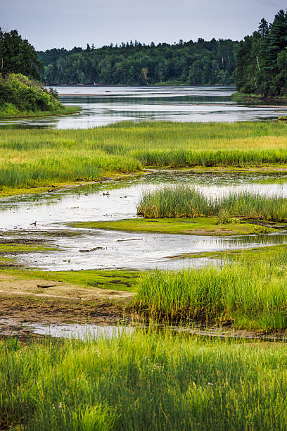 kouchibouguac parque nacional zona húmeda - saltwater flats coastal feature landscape national park fotografías e imágenes de stock