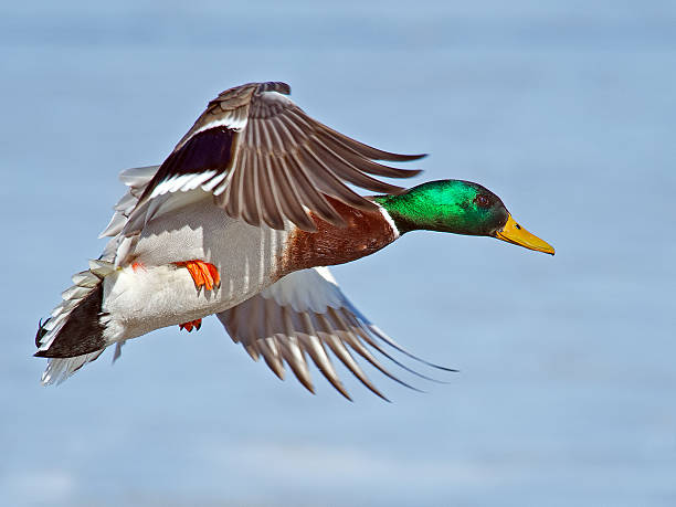 istock Male Mallard Duck in Flight 540963810