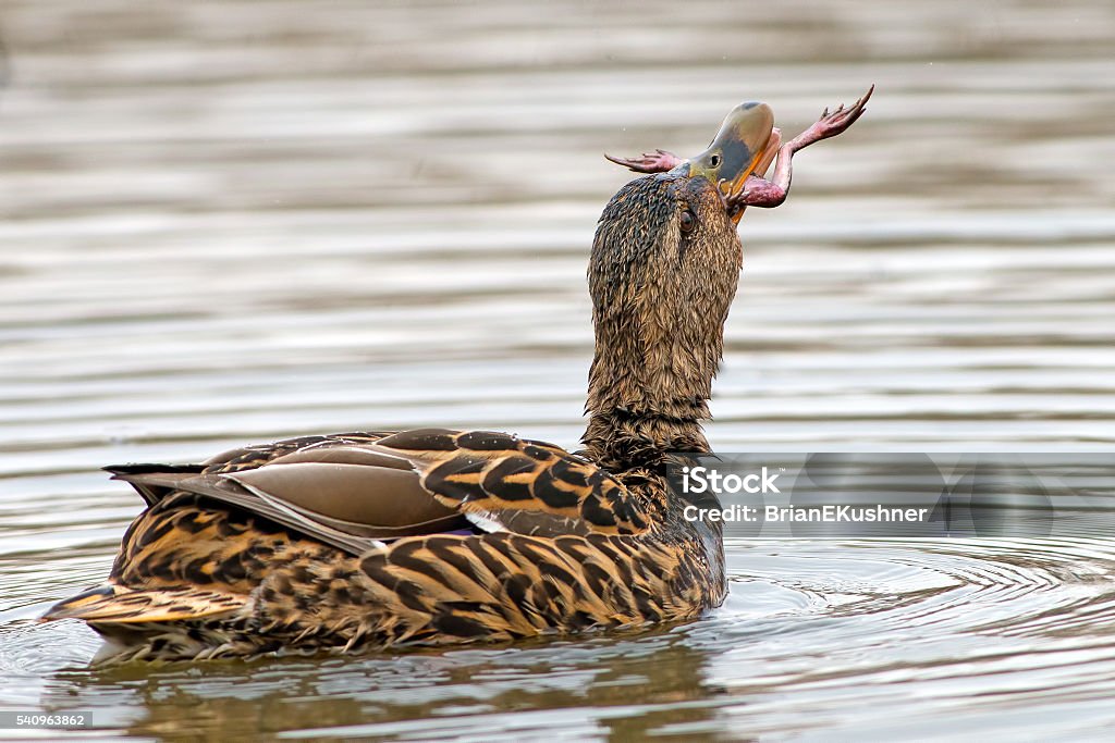 Pato Ánade Real Hembra Comiendo Rana Foto de stock y más banco de imágenes de Rana - Rana, Comer, Pájaro - iStock Pato Ánade Real Hembra Comiendo Rana Foto de stock y más banco de imágenes de Rana - Rana, Comer, Pájaro - iStock