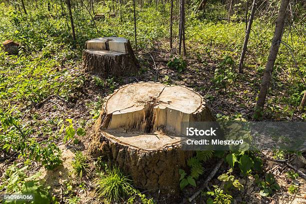 Birch Tree Stump In The Forest Stock Photo - Download Image Now - Removing, Tree Stump, Backgrounds