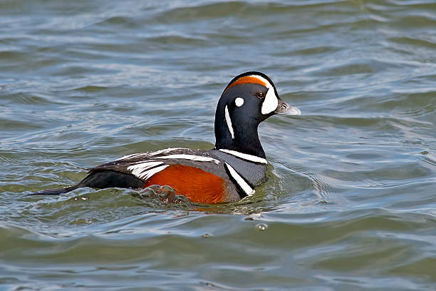 masculino pato-arlequim - harlequin duck duck harlequin water bird imagens e fotografias de stock