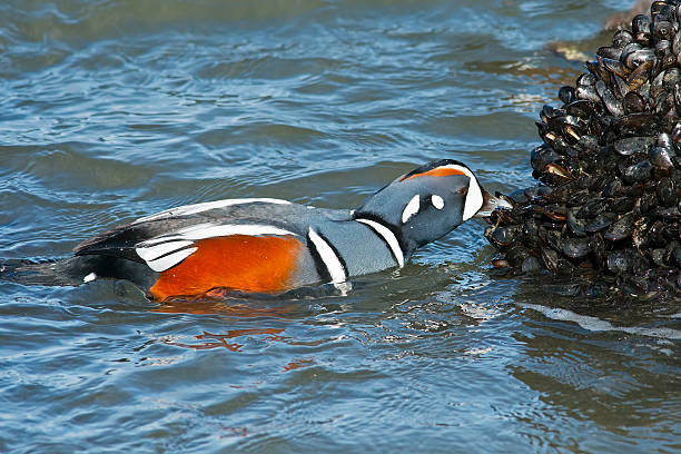 masculino pato-arlequim - harlequin duck duck harlequin water bird imagens e fotografias de stock