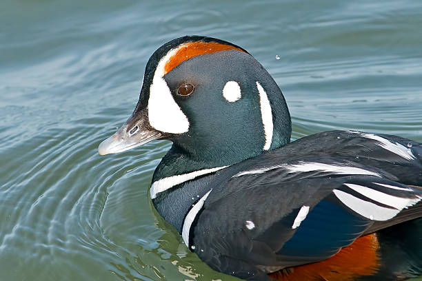 masculino pato-arlequim - harlequin duck duck harlequin water bird imagens e fotografias de stock