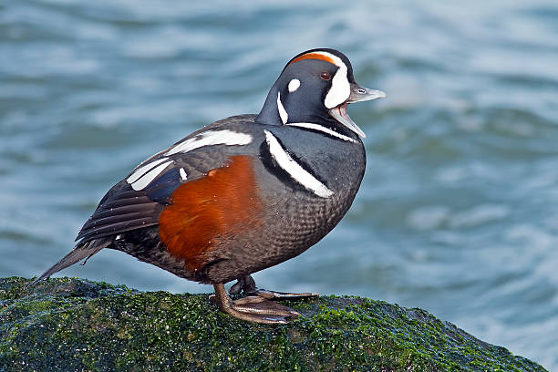 masculino pato-arlequim - harlequin duck duck harlequin water bird imagens e fotografias de stock