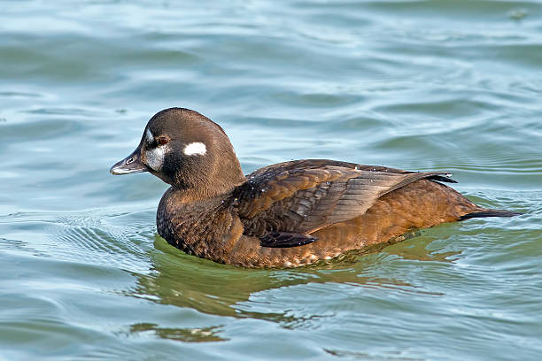 anatra arlecchino femmina - harlequin duck duck harlequin water bird foto e immagini stock