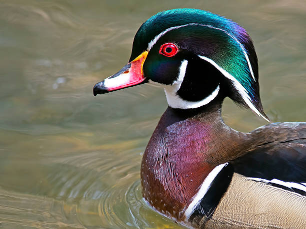 istock Male Wood Duck 540964608