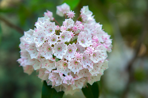Close-up image of Mountain Laurel, also called calico-bush or spoonwood.
