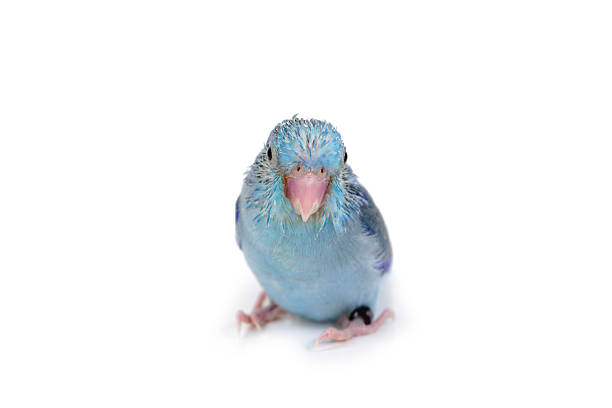 istock Cute Baby Pacific Parrotlet, Forpus coelestis, perched against  white background 540965472