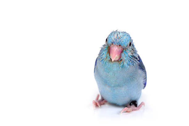 istock Cute Baby Pacific Parrotlet, Forpus coelestis, perched against  white background 540965664