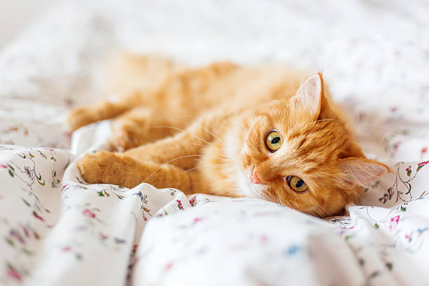 istock Cute ginger cat lying in bed. Fluffy pet looks curiously. 540966972