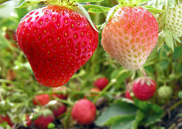 istock close-up of ripening strawberry 540967064