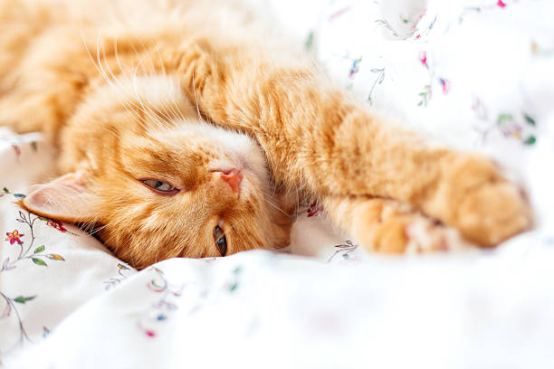 istock Cute ginger cat lying in bed. Fluffy pet looks curiously. 540967072