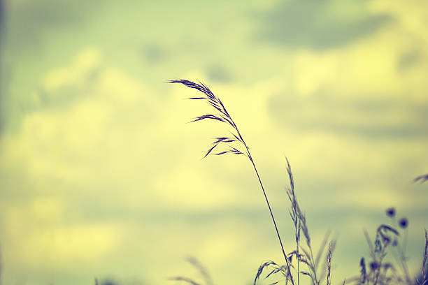 istock wild plants on the field close up on sky background 540968718