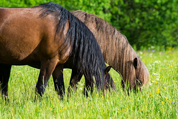 istock Two horses grazing on meadow 540969502