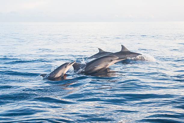 istock Dolphin Beach Lovina Bali, Dolphin Jumping 540969580