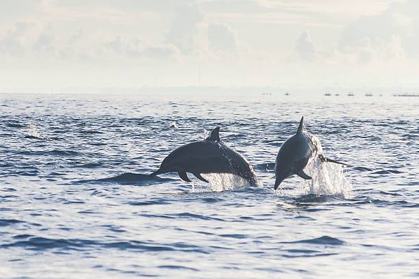 istock Dolphin Beach Lovina Bali, Dolphin Jumping 540969674