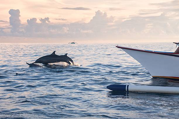 istock Dolphin Beach Lovina Bali, Dolphin Jumping 540969898
