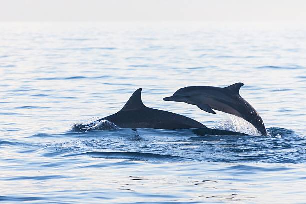 istock Dolphin Beach Lovina Bali, Dolphin Jumping 540969962