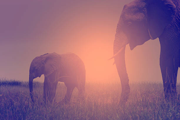 African Elephant and baby: grazing from happy mother mouth at Africa Sunset ...
