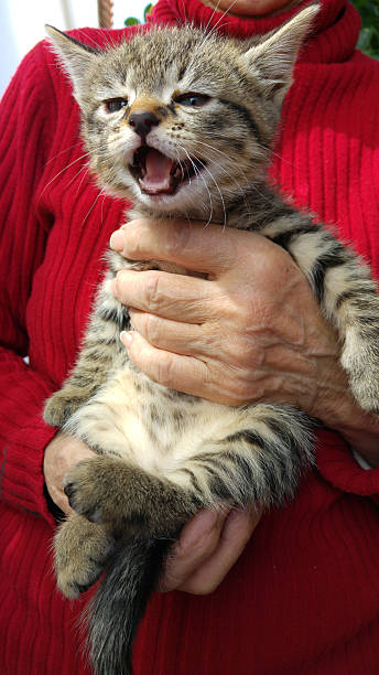istock Kitten in Old Woman Hands 540970356