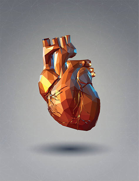 ilustrações, clipart, desenhos animados e ícones de baixa poli 3d coração humano em fundo cinza - human heart red vector illustration and painting