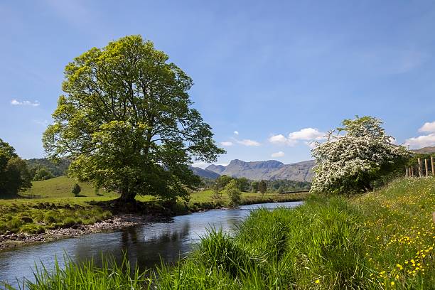 Elterwater, The Lake District, Cumbria, England Elterwater looking towards the Langdale Pikes, The Lake District, Cumbria, England riverbank stock pictures, royalty-free photos & images