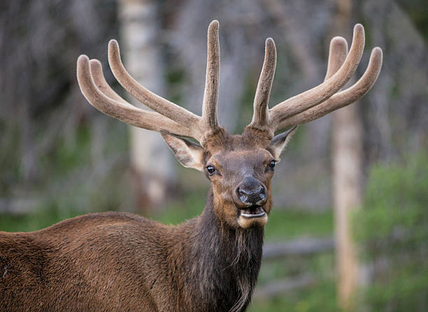 istock Elk of Rocky Mountains 540972596
