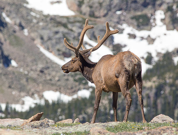 istock Elk of Rocky Mountains 540972958