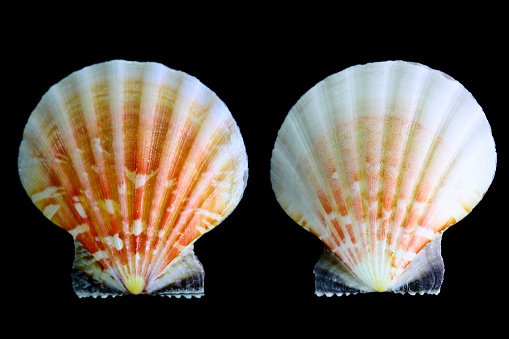 Distant scallop, both sides, close-up