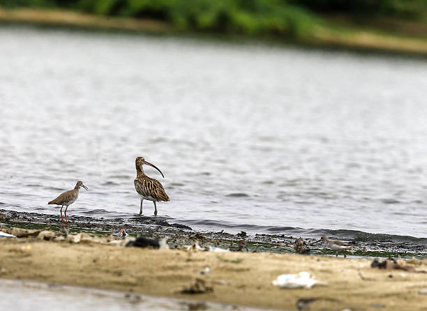 whimbrel &wood sand piper - tringa glareola photos et images de collection