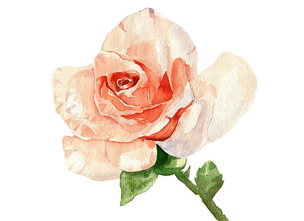 istock Beautiful watercolor hand drawn rose isolated on whte background 540973740