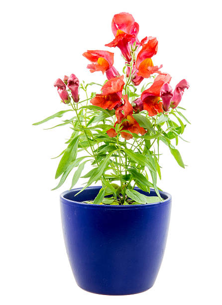 istock Isolated potted blue Antirrhinum flower 540974788