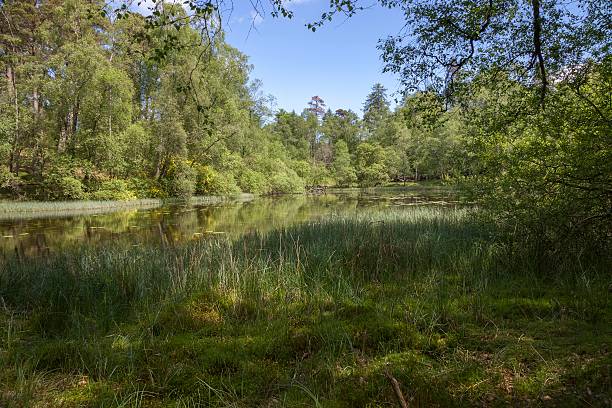 istock Tarn Hows, Lake District, Cumbria, England 540976292