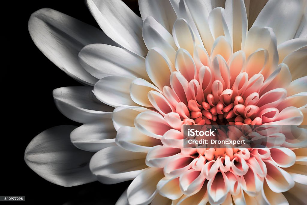 Weiß und rosa Dahlie - Lizenzfrei Blume Stock-Foto