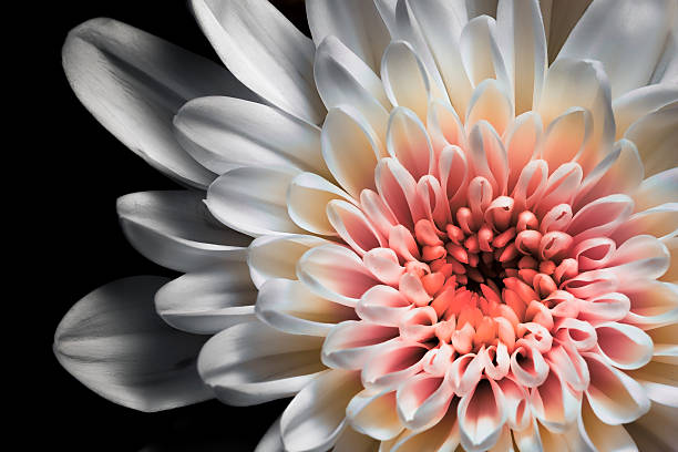 biały i różowy dalia - flower single flower close up color image zdjęcia i obrazy z banku zdjęć
